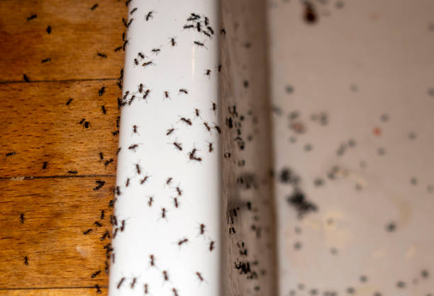 Best Wasp Removal Services  in Milton, NY